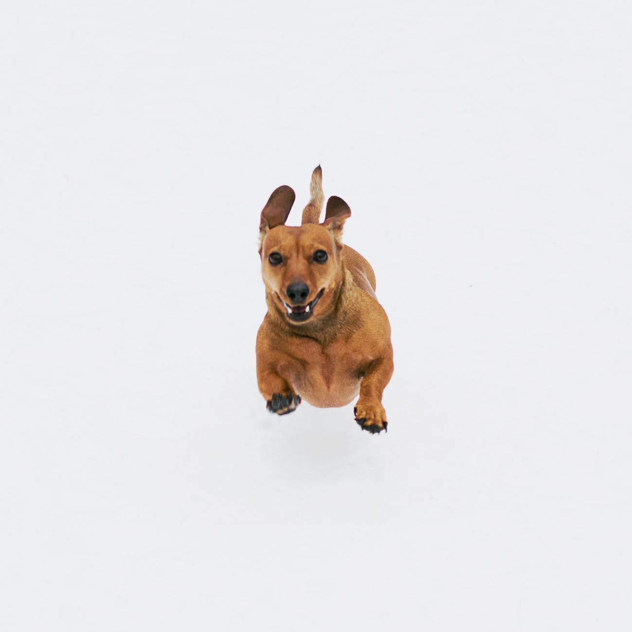Back pain and herniated discs in dogs Vethelpful