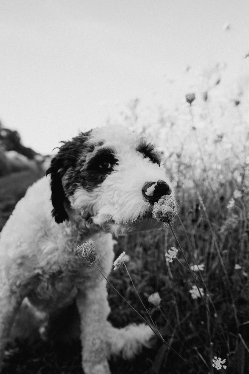 Elevated alkaline phosphatase in a normal dog? Vethelpful Elevated alkaline phosphatase in a normal dog? Vethelpful
