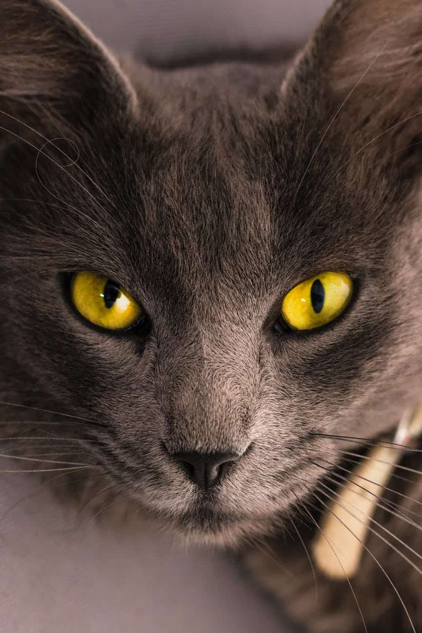 How long should a cat’s eyes remain dilated after anesthesia? Vethelpful